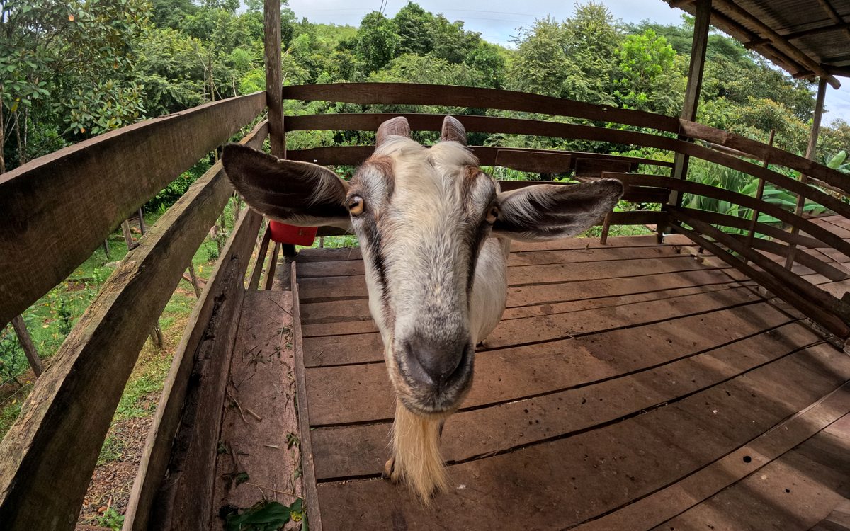A goat on a wooden platform at Finca Amazilia