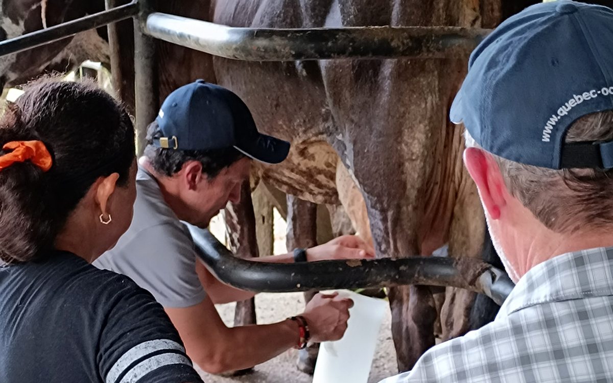 Visitors learning about milking a cow at Finca Mamasita