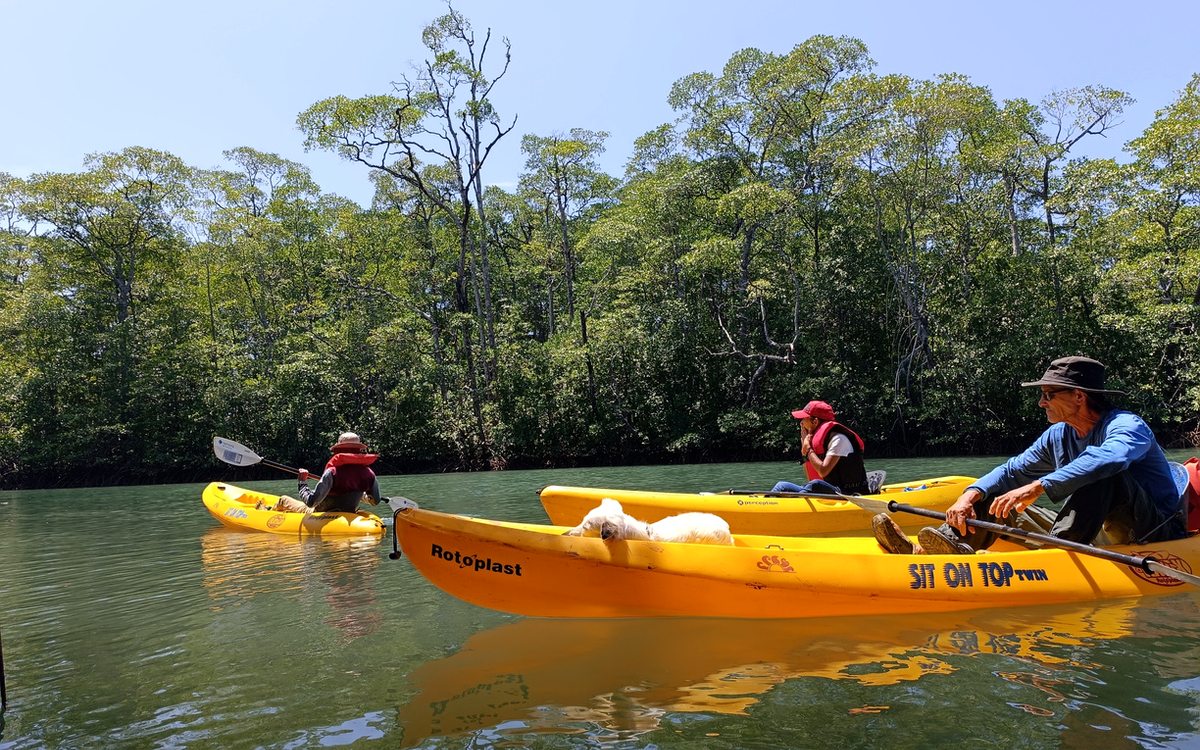 Kayakers exploring a mangrove waterway in Panama