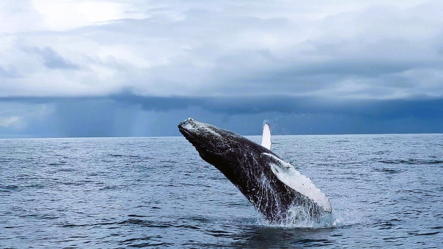 Humpback whale breaching in Panama's Pacific waters